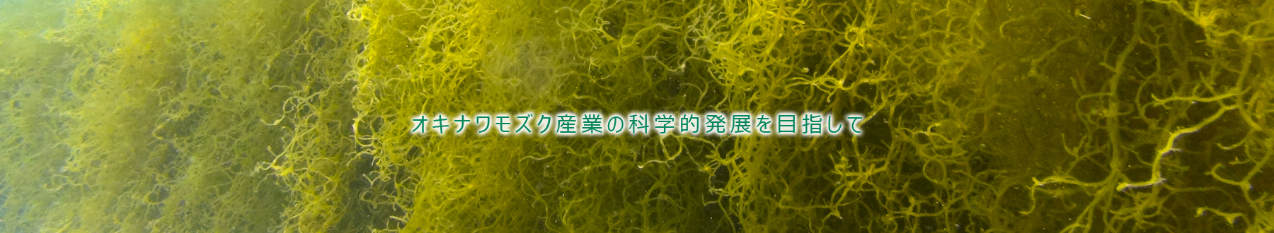 オキナワモズク フコイダン研究会 オキナワモズク産業の科学的発展を目指します